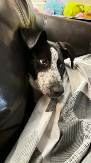 TILLY