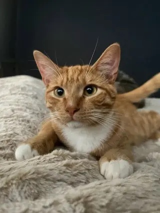 Hobbs