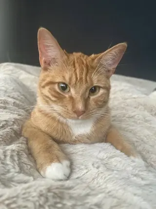 Hobbs