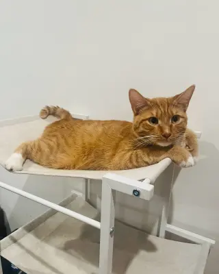 Hobbs
