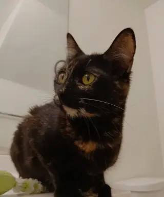 Cherie