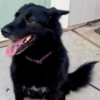 Isha #loyal-lassie