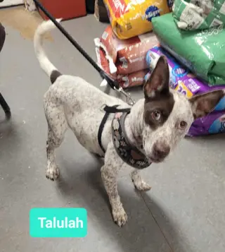 Talulah