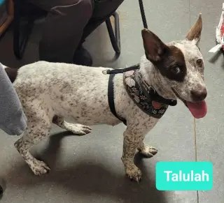 Talulah