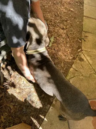 George - Survival to Safety! Not a mean bone.