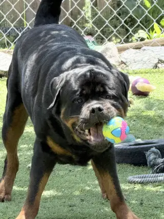 Big Poppa