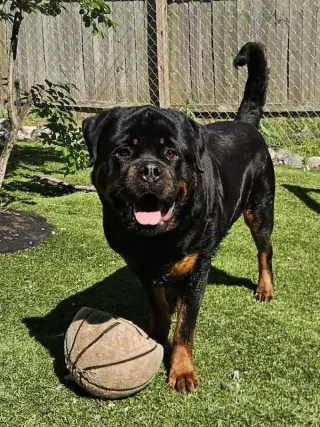 Big Poppa