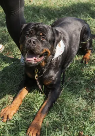 Big Poppa