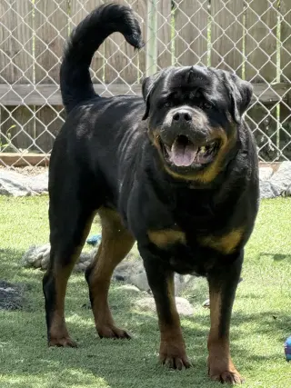 Big Poppa
