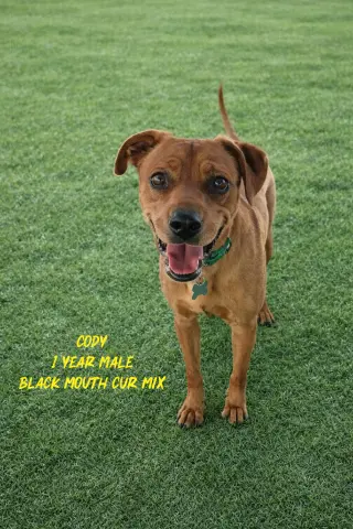CODY  – 1 YEAR MALE BLACK MOUTH CUR MIX