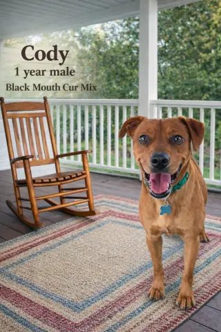 CODY  – 1 YEAR MALE BLACK MOUTH CUR MIX