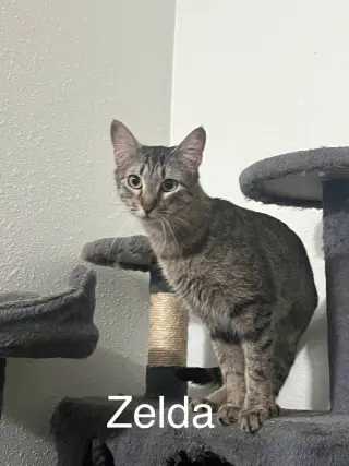 Zelda