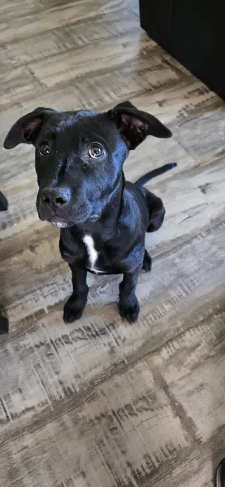Blue Arlo