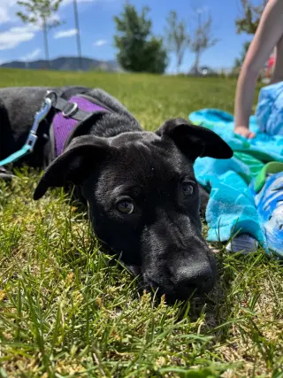 Blue Arlo
