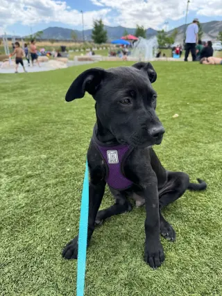 Blue Arlo