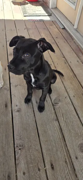 Blue Arlo
