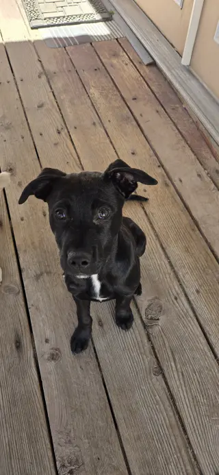 Blue Arlo