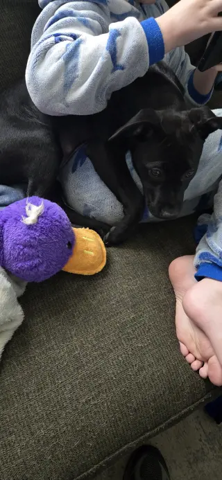 Blue Arlo