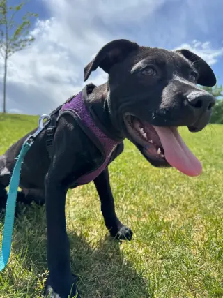 Blue Arlo