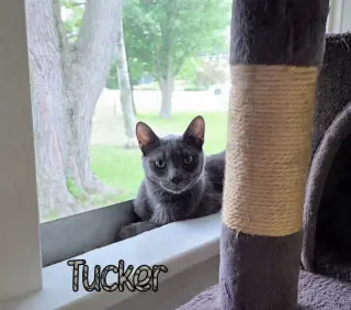 Tucker