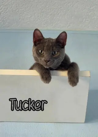 Tucker