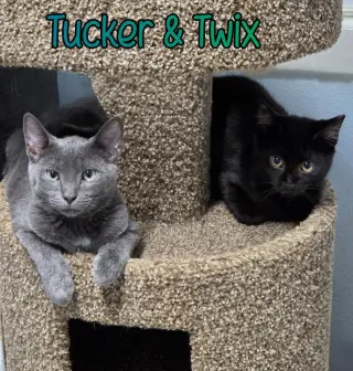 Tucker