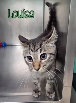 Louise