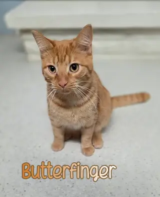 Butterfinger