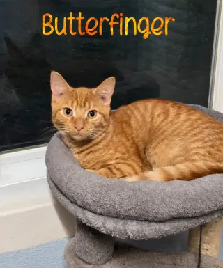 Butterfinger