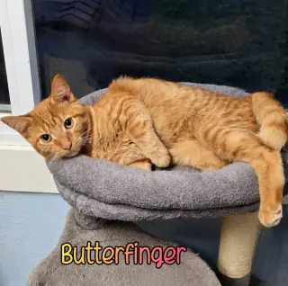 Butterfinger