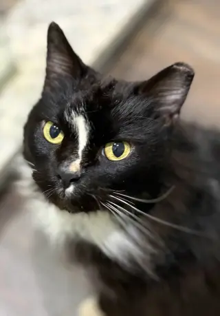 *JJ