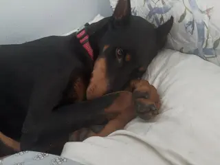 Tootsie
