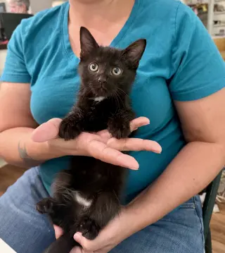 Bo
