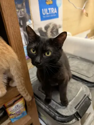Shuri