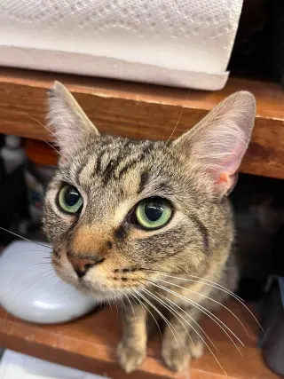 Celery