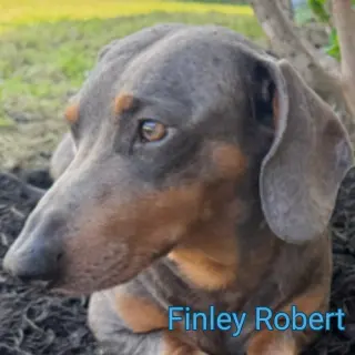 Finley Robert+