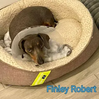 Finley Robert+
