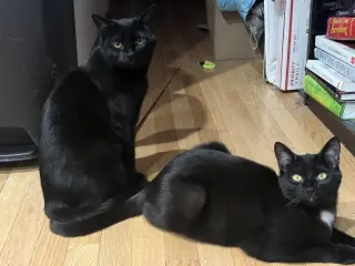 Bari and Gigi