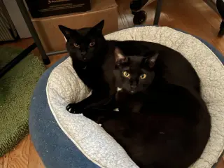 Bari and Gigi