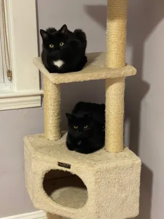 Bari and Gigi