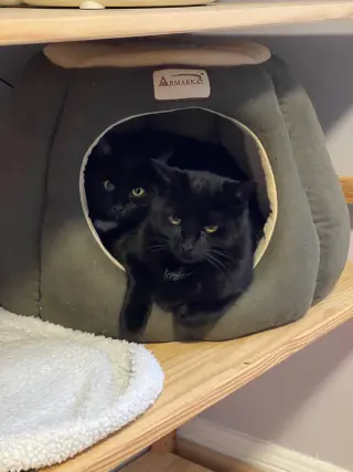 Bari and Gigi