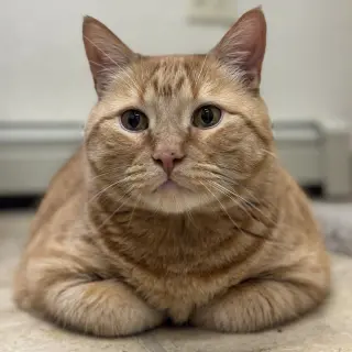 Simba