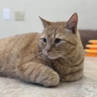 Simba
