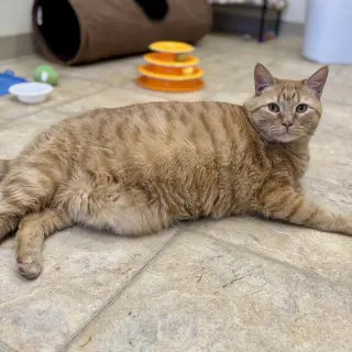 Simba