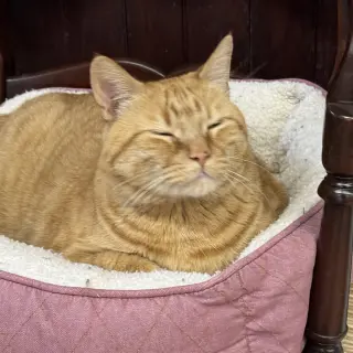 Simba