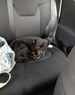 Oreo