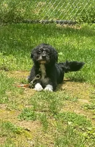 Oreo