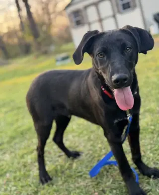Ryder