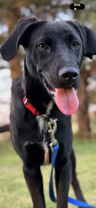Ryder