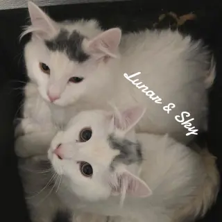 Luner&Sky
